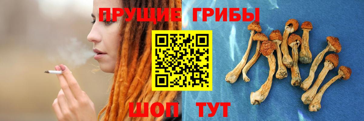 Псилоцибиновые грибы Cubensis Ачинск